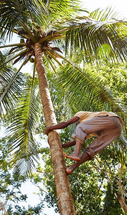 person climbing palm tree
