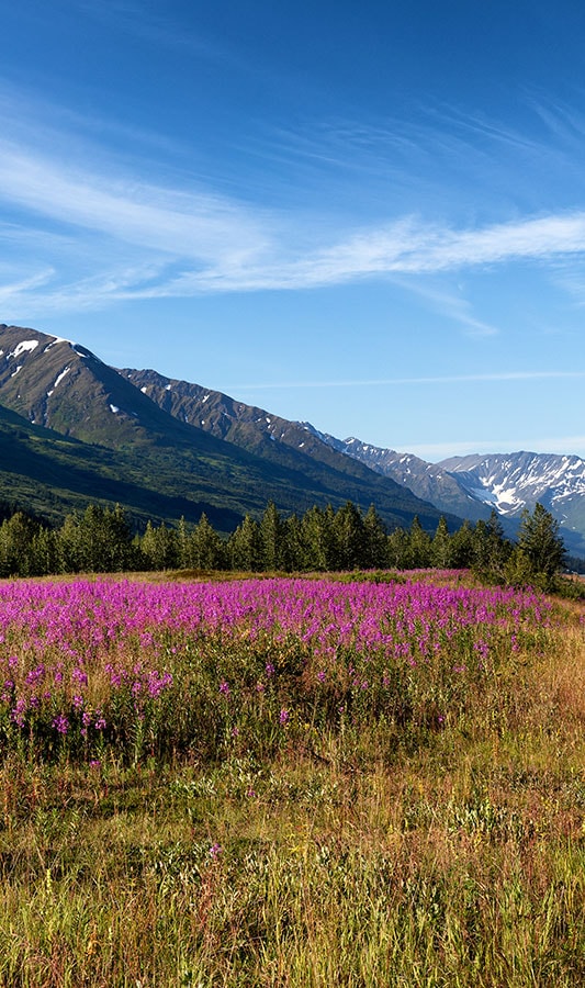 Wildflowers at the base of mountains in Denali National Park