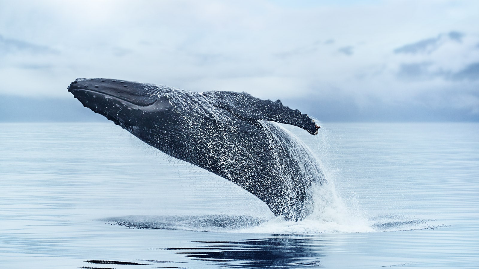 A humpback whale breaching the waters of Alaska