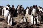 Penguins on South American Cruise