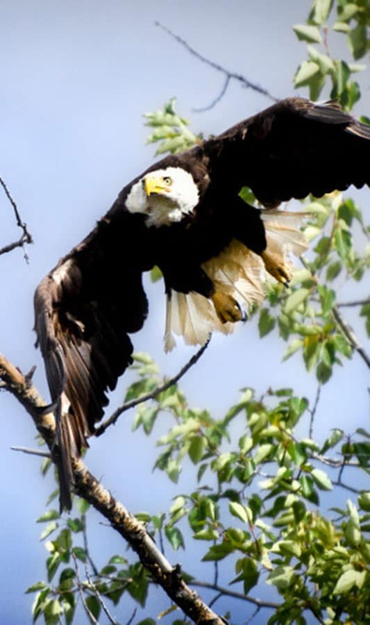 A bald eagle flying in flight